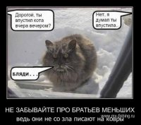 Котик.jpg